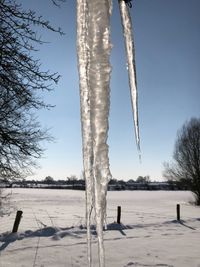 Icicles on field against clear sky during winter