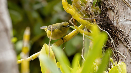 Close-up of insect on plant