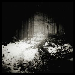 Snow covered trees in forest at night