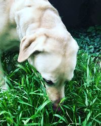 Close-up of puppy on grass