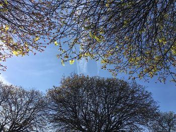 Low angle view of tree against sky