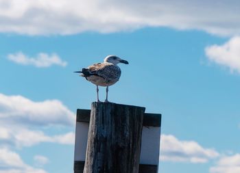 Low angle view of seagull perching on wooden post against sky