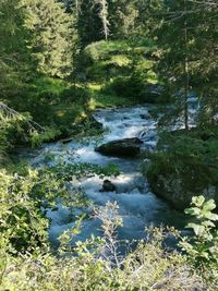 Scenic view of river stream amidst trees in forest