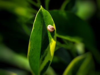 Close-up of a lizard on leaf