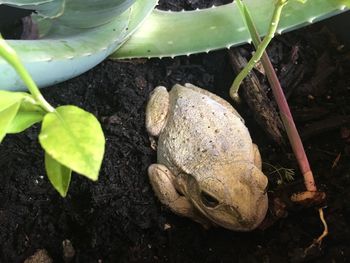 High angle view of crab on plant