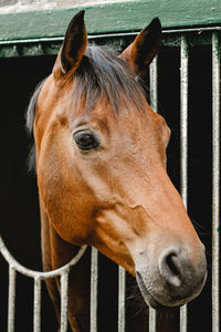 Close-up of horse in stable