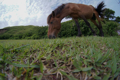 Horse grazing in a field