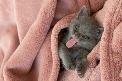 Small gray cat in a pink blanket yawns. long tongue