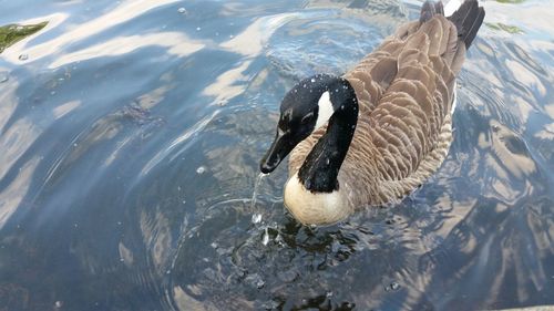 High angle view of canada goose swimming on lake