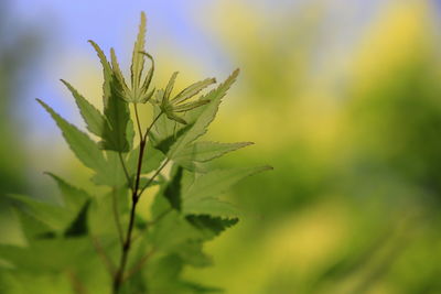 Close-up of stalks against blurred background