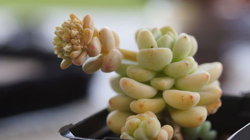 Close-up of grapes growing on plant