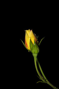 Close-up of plant over black background