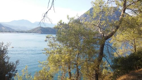 Scenic view of lake by trees against sky