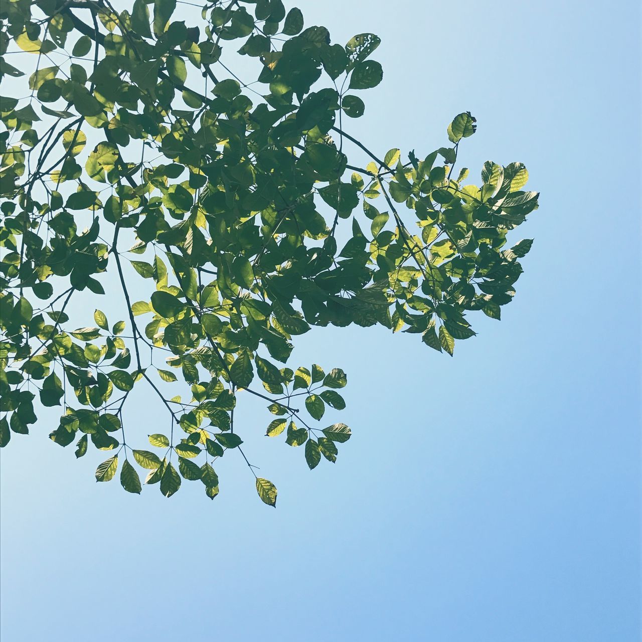 low angle view, nature, growth, tree, no people, branch, beauty in nature, day, outdoors, leaf, clear sky, sky, green color, close-up, freshness