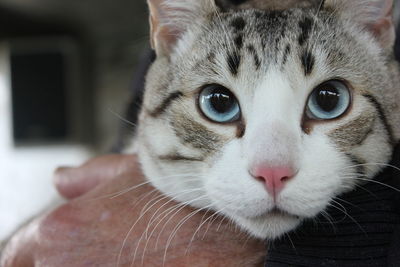 Cropped image of hand holding cat at home