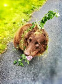 Dog looking at camera