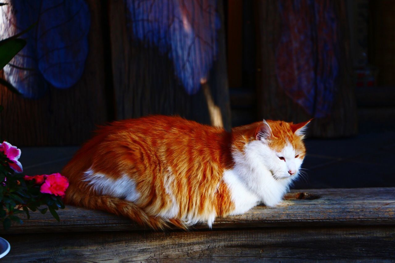 domestic cat, cat, domestic animals, pets, animal themes, one animal, feline, mammal, relaxation, indoors, whisker, sitting, resting, lying down, full length, looking away, no people, home interior, zoology, wood - material