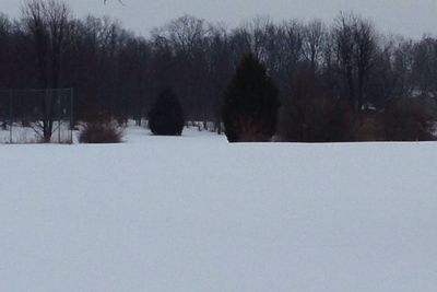 Bare trees on snow covered landscape