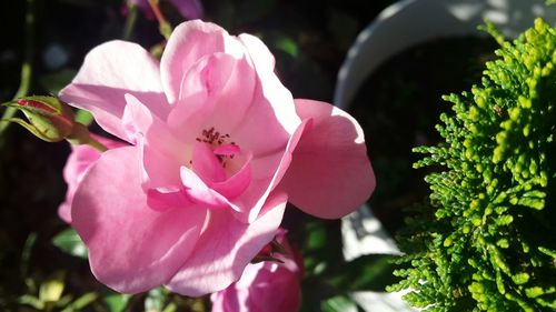 Close-up of pink rose flower