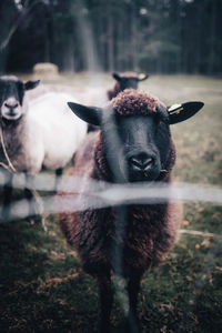 A curious little brown sheep.