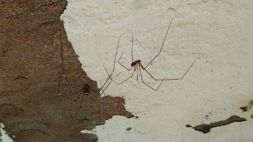 Close-up of spider