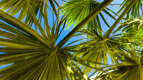 Low angle view of palm trees