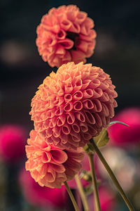 Close-up of pink dahlia flower