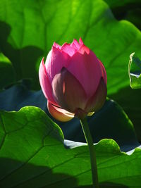 Close-up of pink lotus water lily