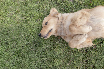 High angle view of a dog on field