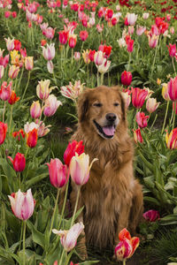 Dog in pink flowers