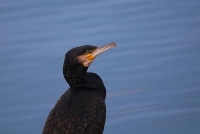 Close-up side view of a bird