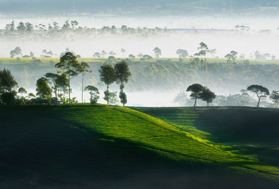 Scenic view of trees on field against sky