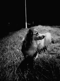 Dog on field at night