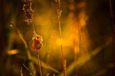 Close-up of plant against blurred background