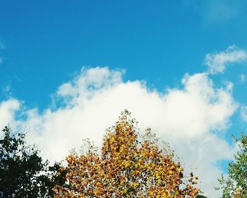 Low angle view of tree against blue sky