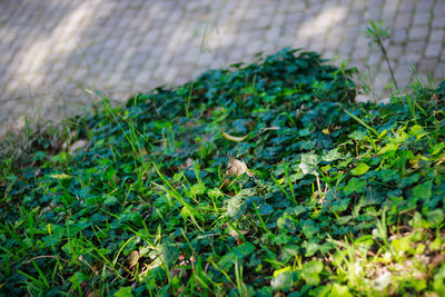 High angle view of insect on grass