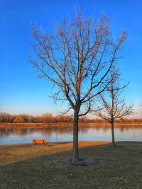Bare tree by lake against blue sky