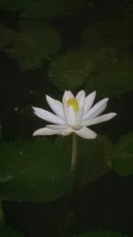 Close-up of lotus water lily in pond