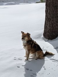 Dog on snow covered land