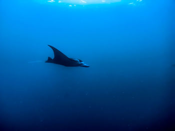 Low section of man swimming in sea