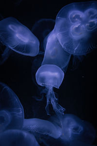 jellyfish