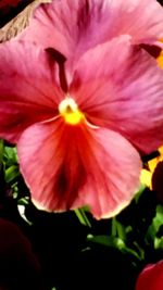 Close-up of pink flower