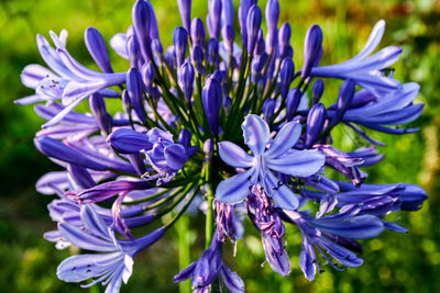 Close-up of purple crocus flowers