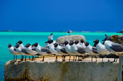 Seagulls on beach against blue sky