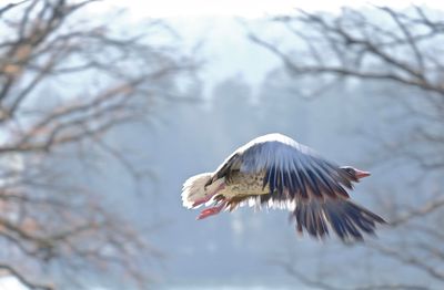 Bird flying over a tree