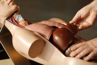 Human torso dummy with organs 