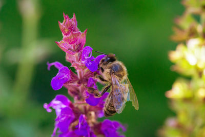 Close-up of bee pollinating on purple flower