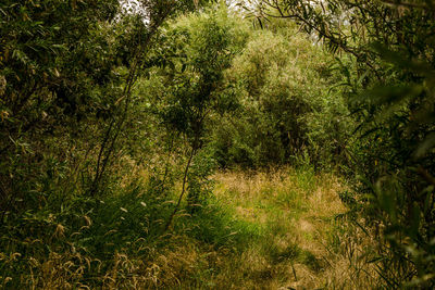 Trees growing in park