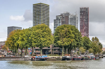 Tree-lined canal in rotterdam in autumn