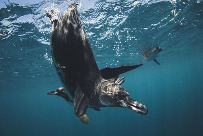 View of turtle in sea